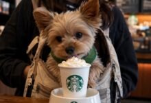 Starbucks launches drink for small dogs and excludes big ones