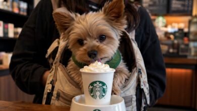 Starbucks launches drink for small dogs and excludes big ones